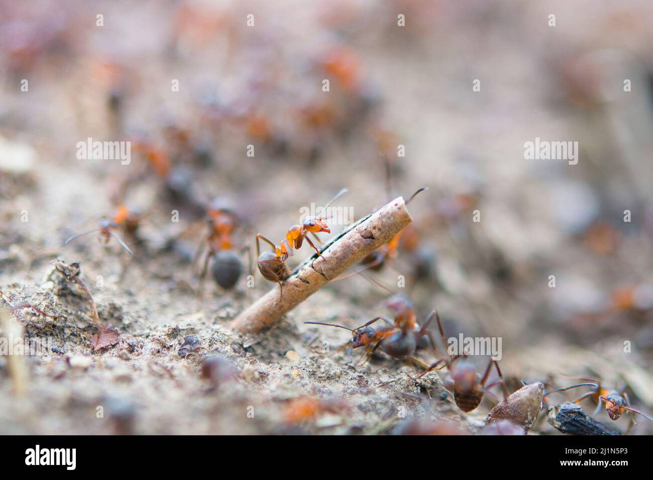 ants on an anthill in the woods basking in the spring sun after a long snowy winter Stock Photo