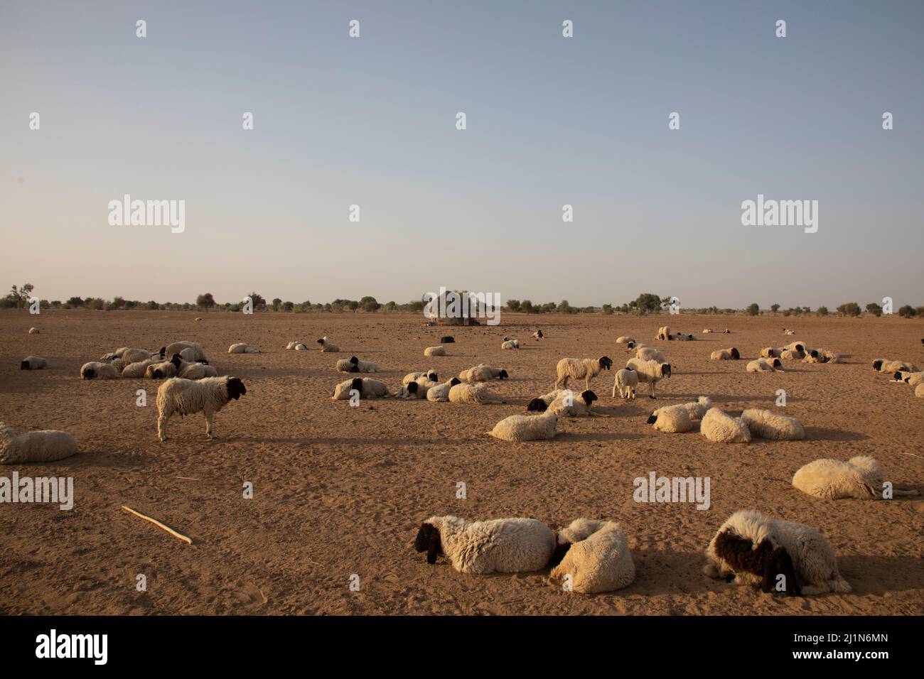 Shepherd, Desert National Park, Jaisalmer, Rajasthan, India Stock Photo