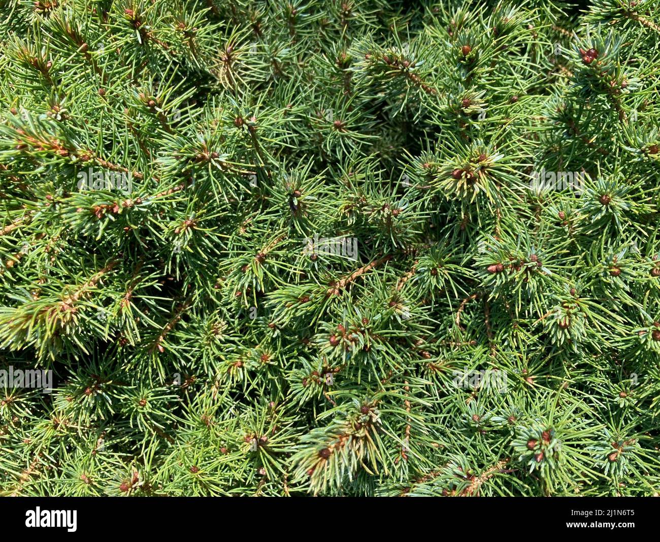 green branches of a needle tree close up Stock Photo Alamy
