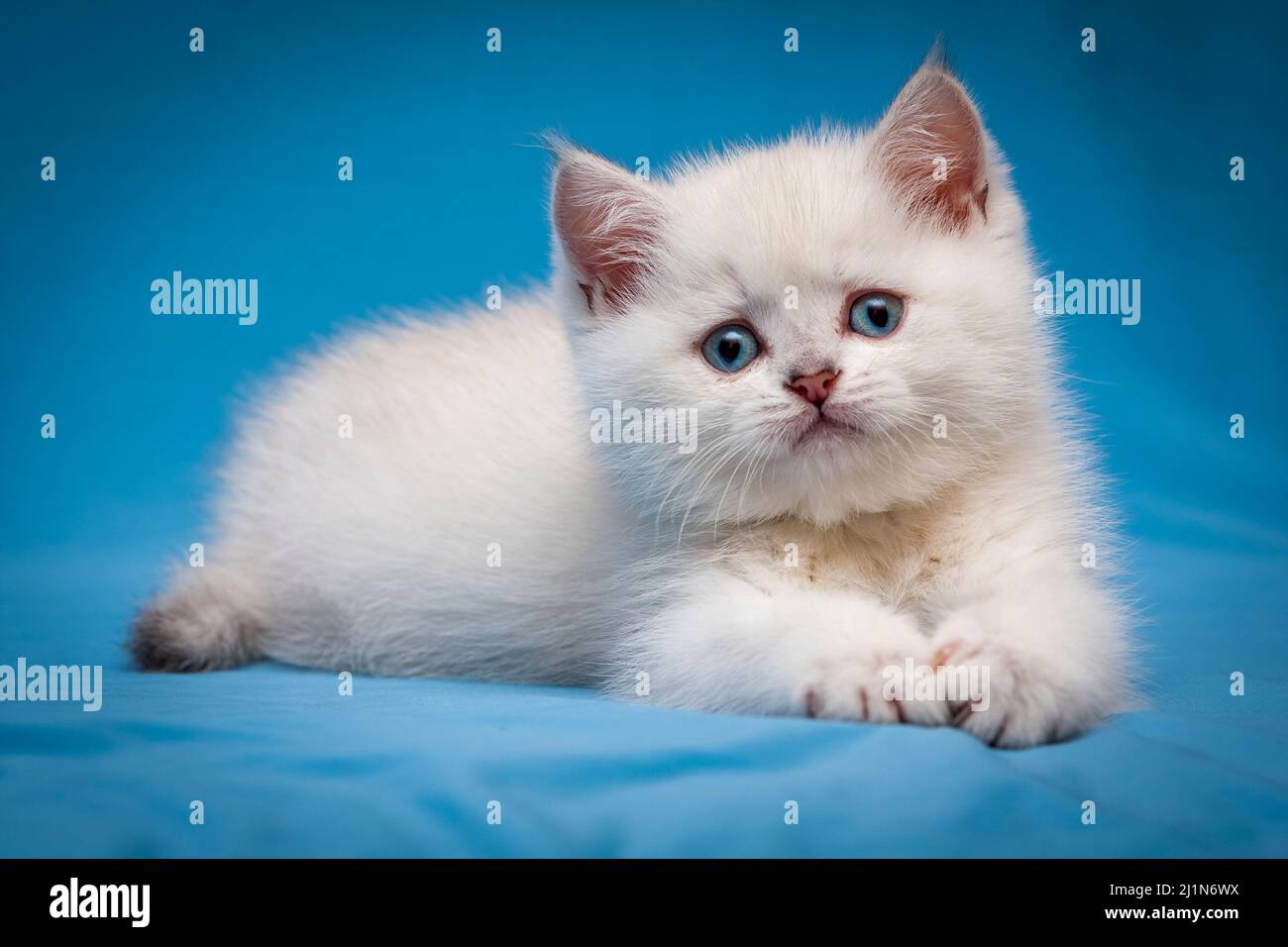 A small white kitten with blue eyes lies on a blue background and looks at the camera. Stock Photo