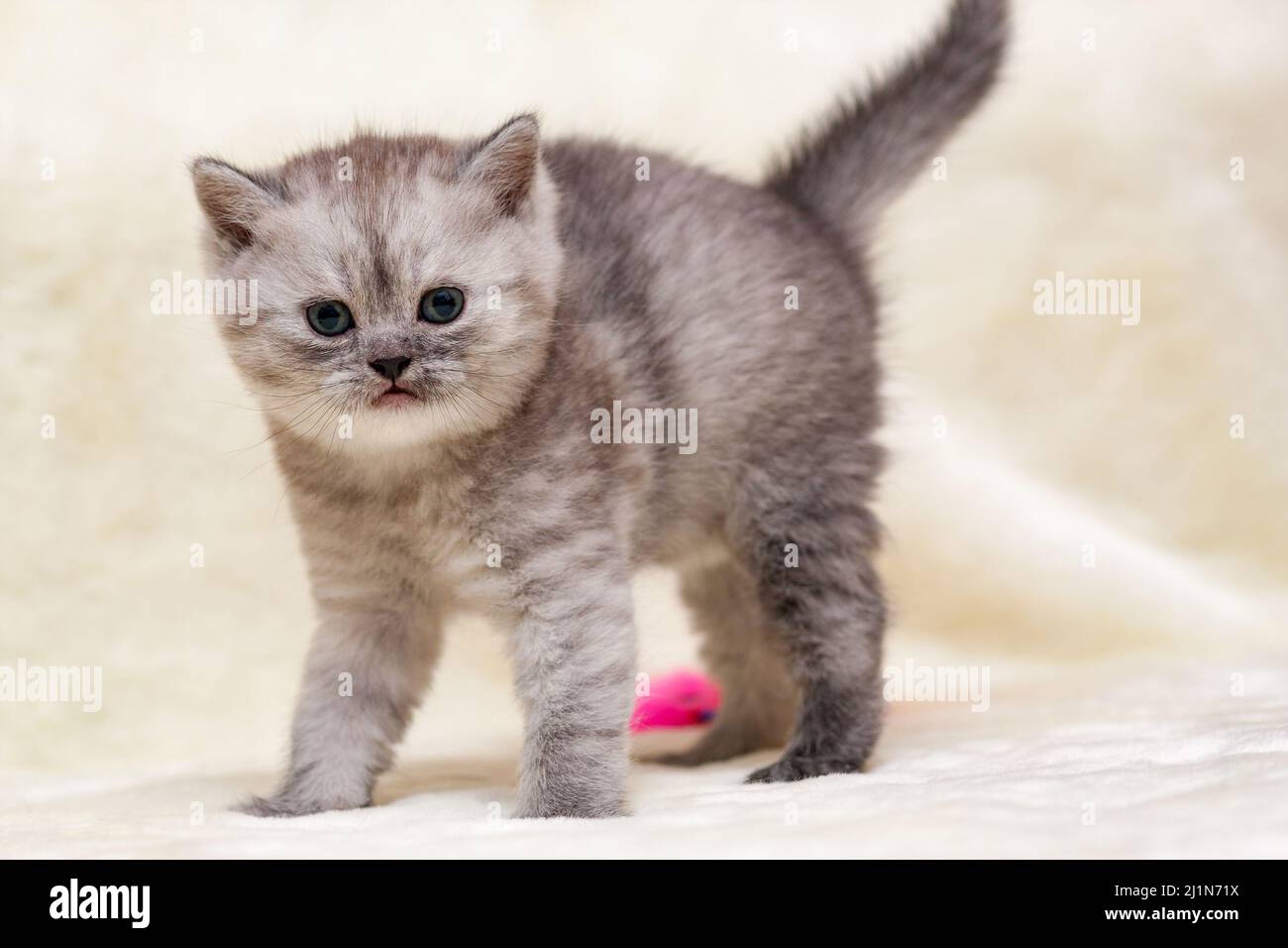 Scared kitten smoky color British breed is on four legs arching his back. Stock Photo
