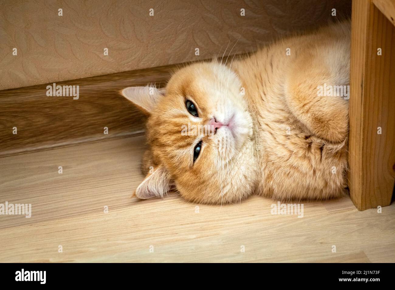 The ginger cat is resting on the floor lying upside down and looking at ...