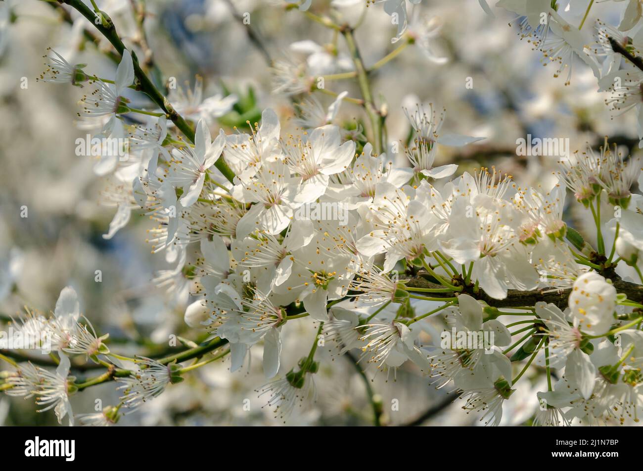 white blossom in spring Stock Photo Alamy