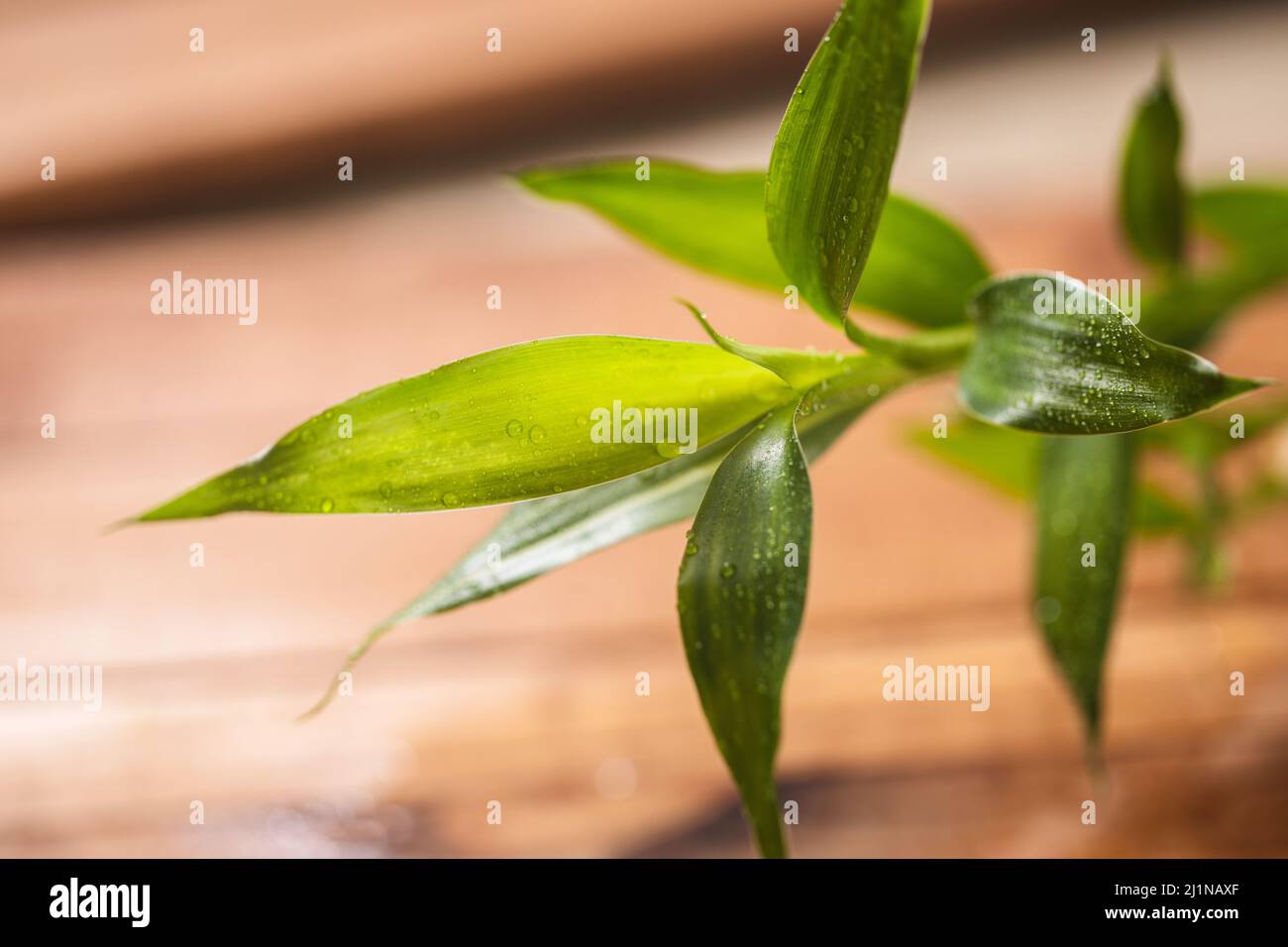 Close up of the bamboo plant leaves Stock Photo