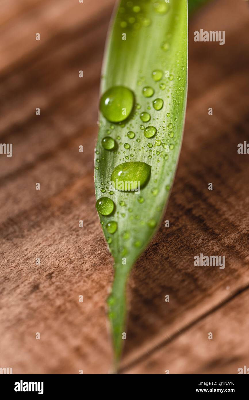 Close up of the bamboo plant leaves Stock Photo