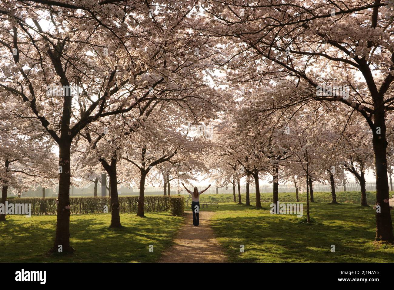 japanese cherry blossom trees in park with woman standing between them Stock Photo