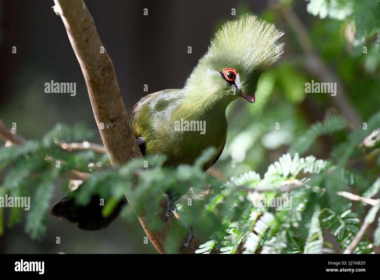 Wafra. 26th Mar, 2022. Photo taken on March 26, 2022 shows a bird at a farm in Wafra, Kuwait. Credit: Ghazy Qaffaf/Xinhua/Alamy Live News Stock Photo