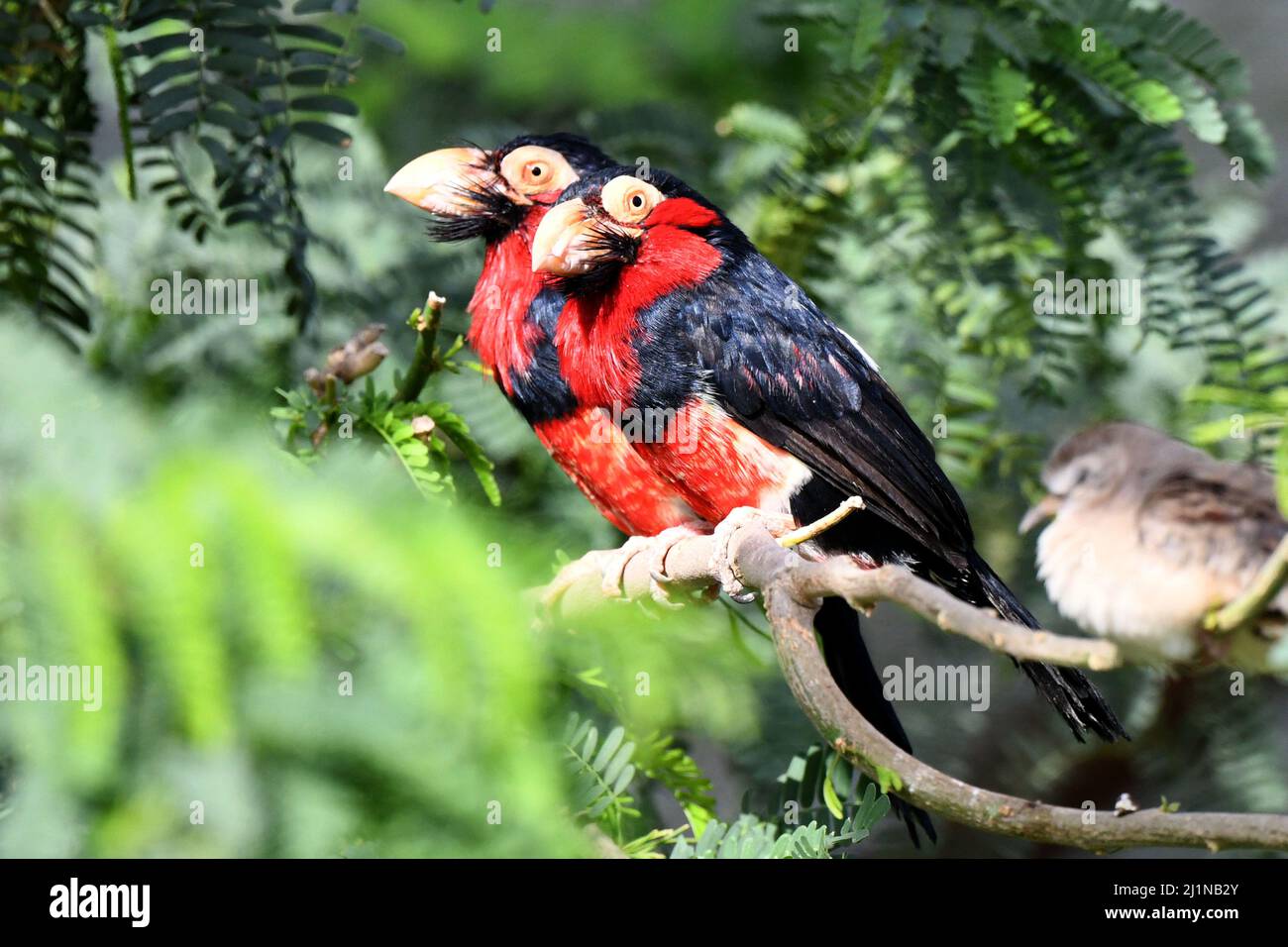 Wafra. 26th Mar, 2022. Photo taken on March 26, 2022 shows birds at a farm in Wafra, Kuwait. Credit: Ghazy Qaffaf/Xinhua/Alamy Live News Stock Photo