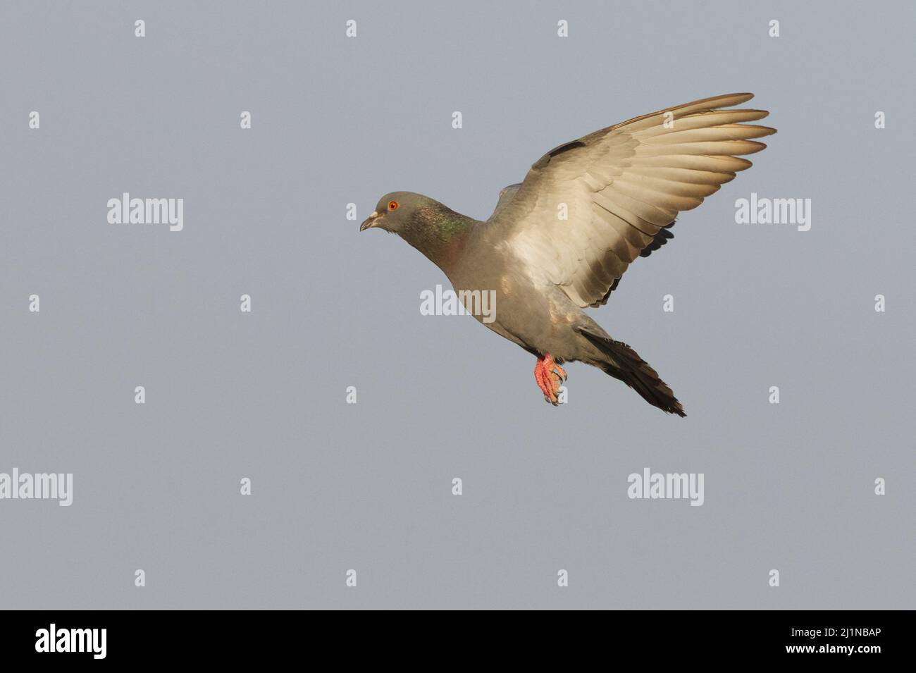 Rock Pigeon (Columba livia) in flight at Gujarat, India Stock Photo