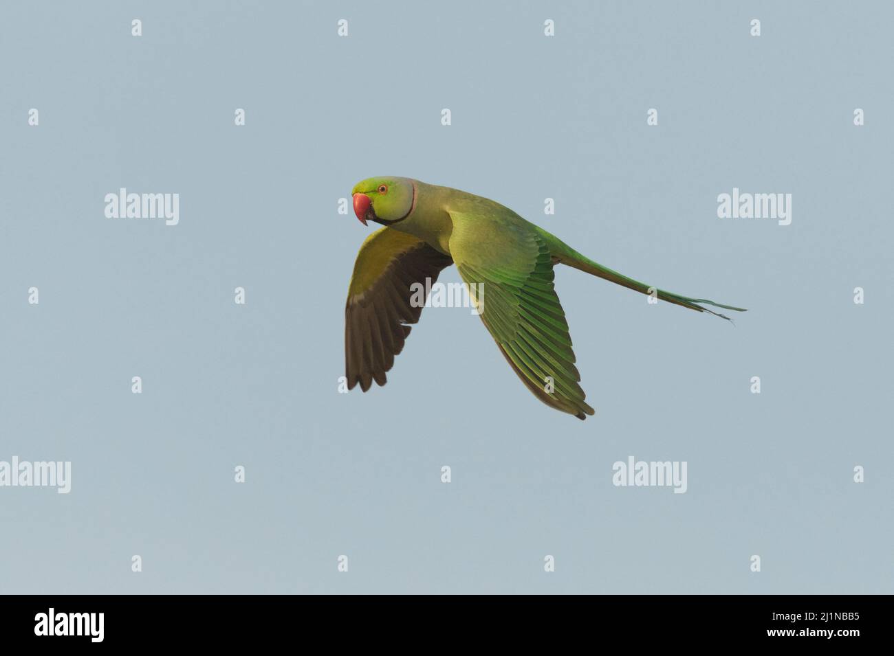 Rose-ringed Parakeet (Psittacula krameri) Stock Photo