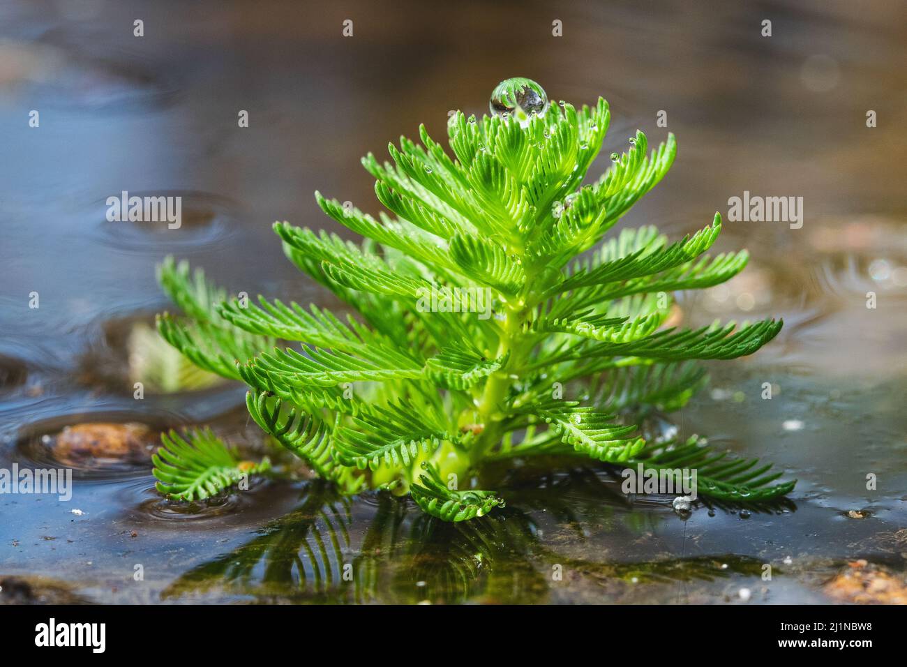 A closeup shot of the beautiful Myriophyllum Aquaticum in the water Stock Photo