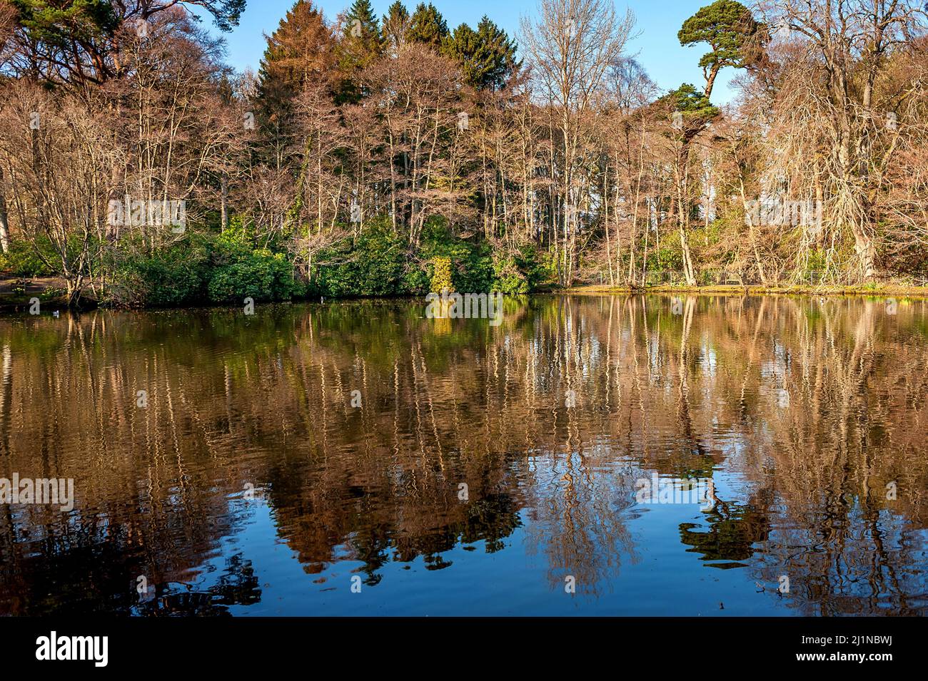 Tree reflections in Rozelle Park lake Ayr Stock Photo