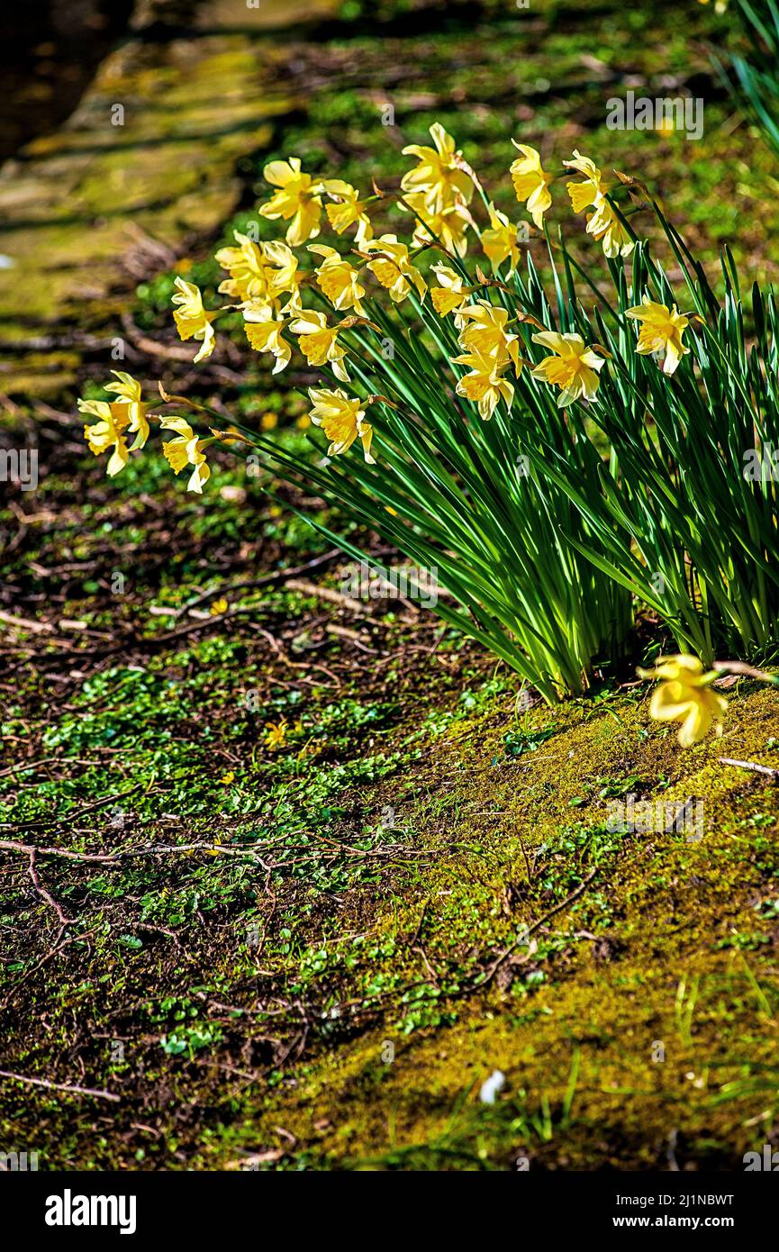 Daffodils in the spring sunshine Stock Photo