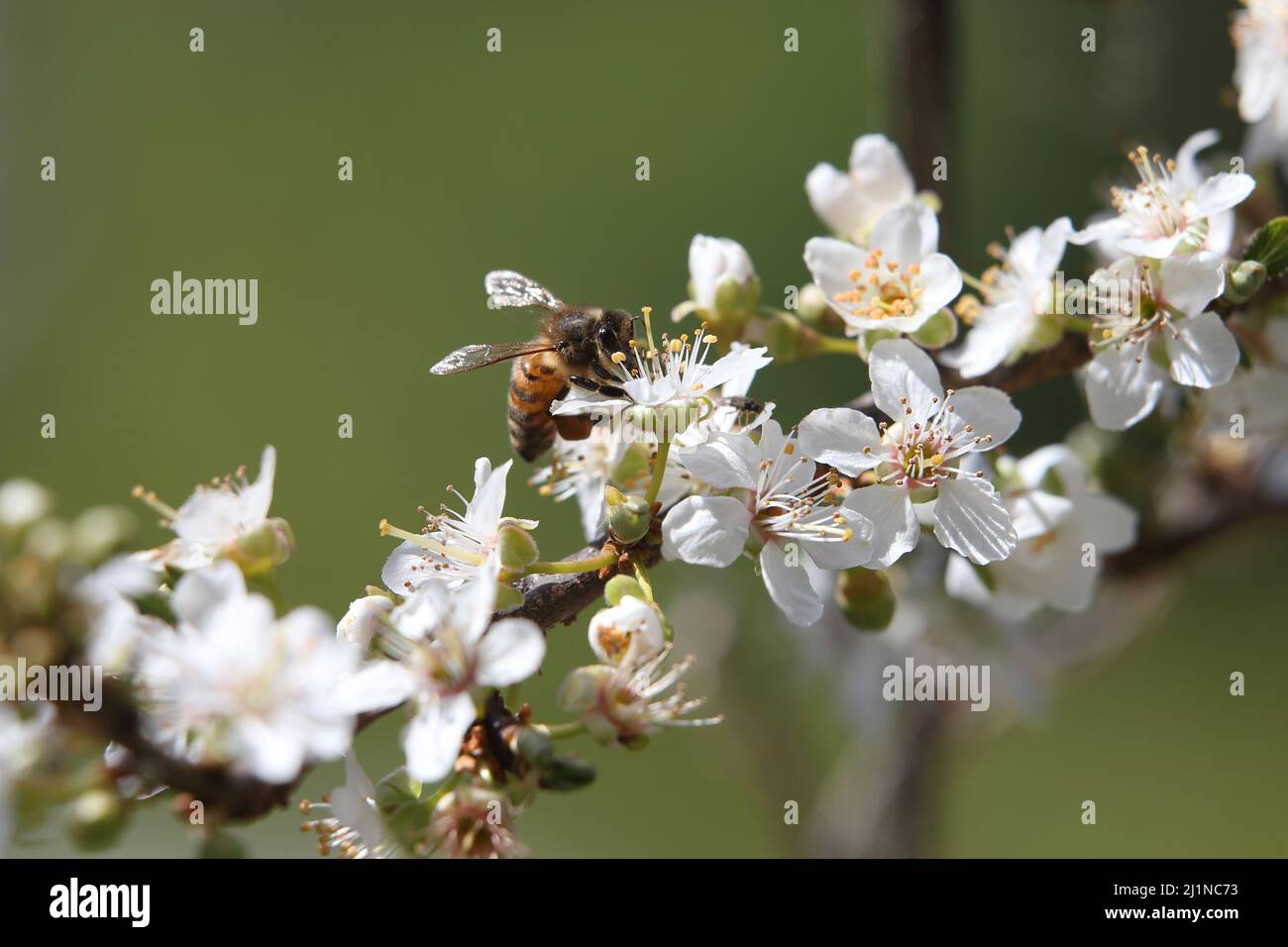 Monkey flower bee hi-res stock photography and images - Alamy