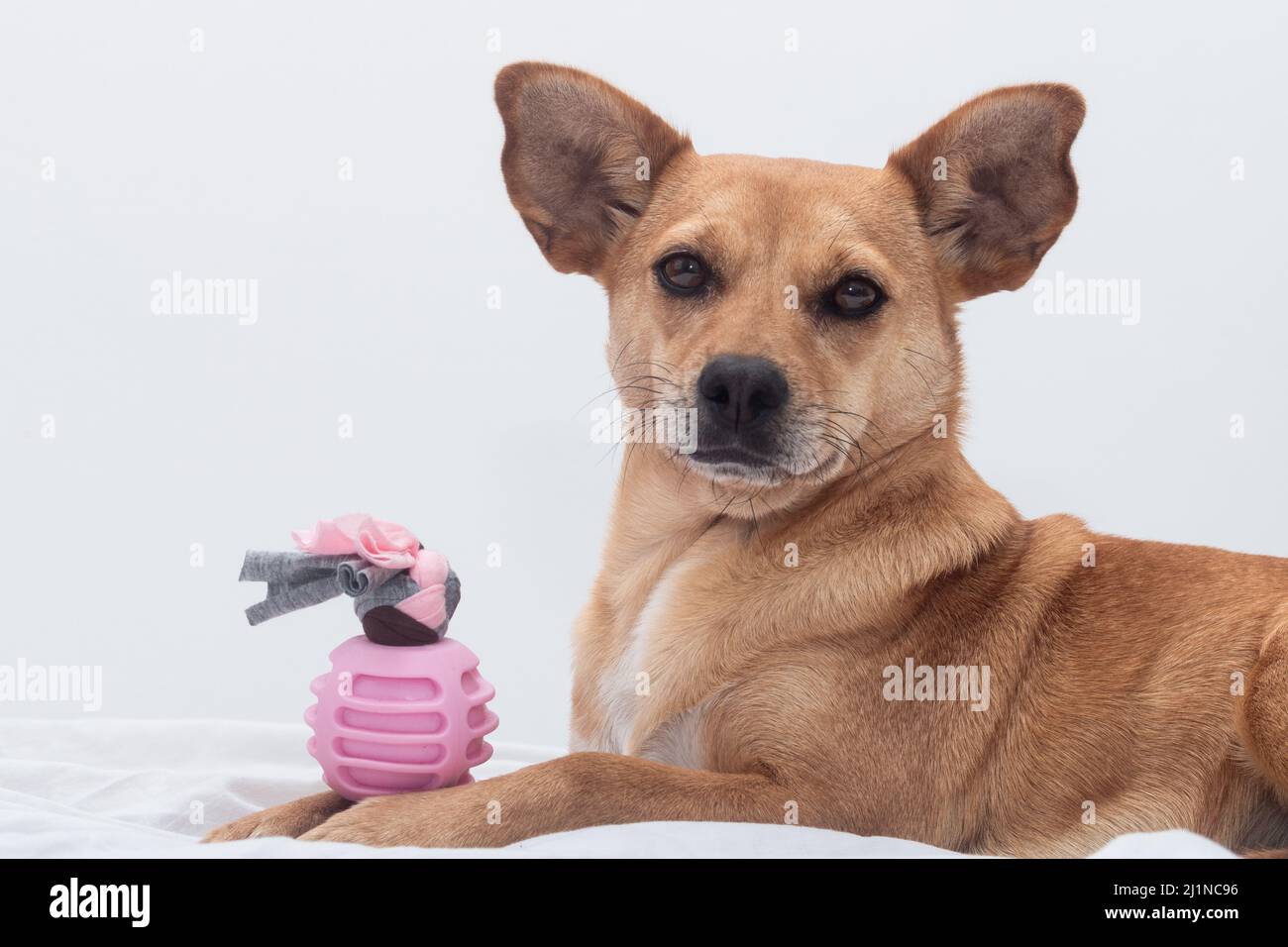 A mixed-breed female brown dog with big ears lying on the bed holding a chewing pink toy between the paws and looking at the camera Stock Photo
