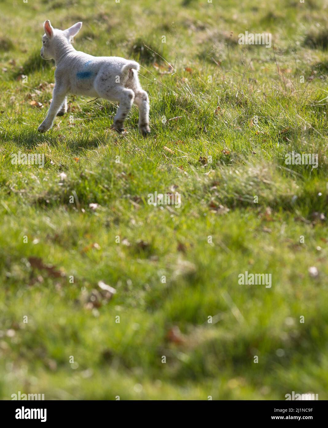 Stoneleigh abbey hires stock photography and images Alamy