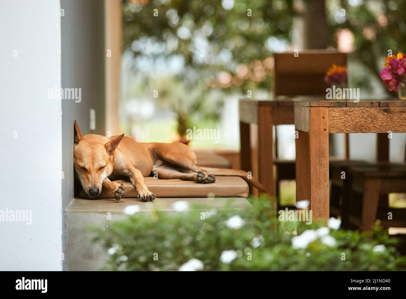 Cute dog sleeping on bench during hot summer day. Stock Photo