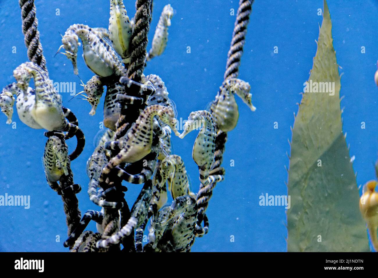 The knobby seahorse (Hippocampus breviceps), also known as the short-headed seahorse or short-snouted seahorse. Species of marine fish of the family S Stock Photo