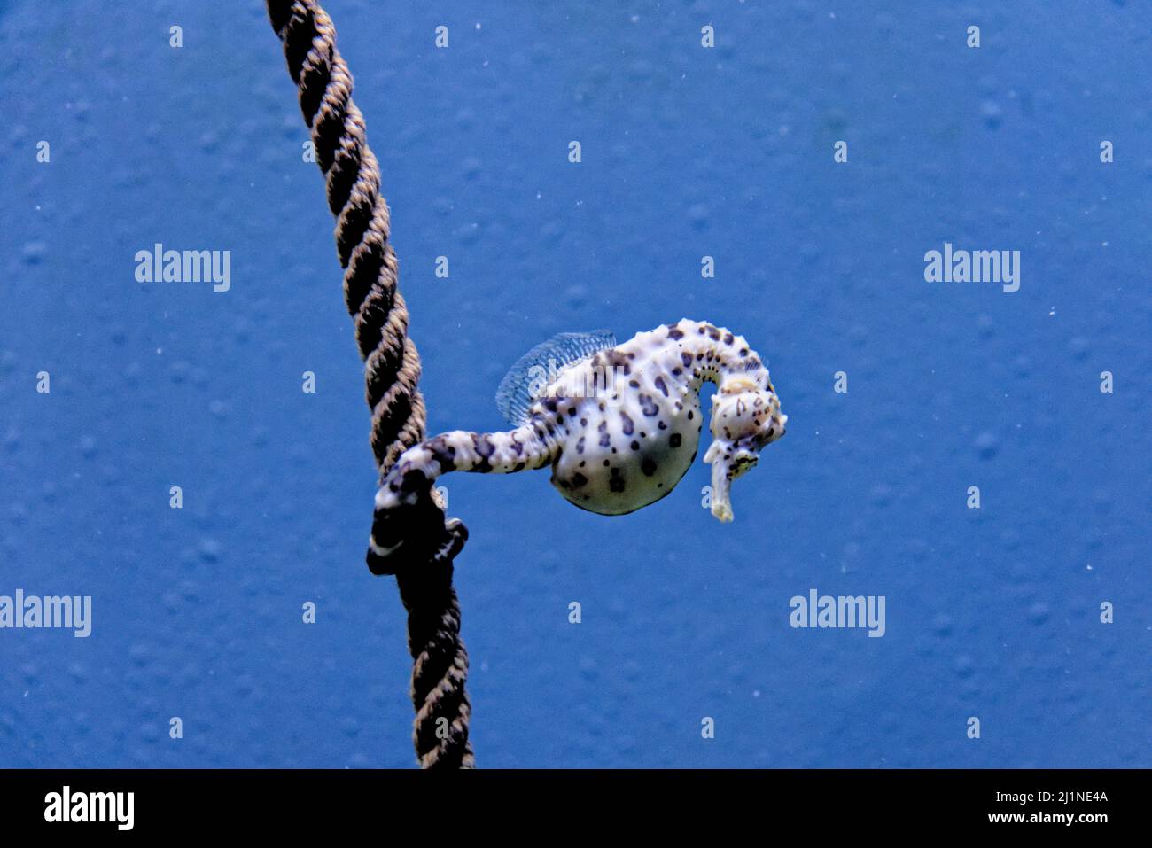 The knobby seahorse (Hippocampus breviceps), also known as the short-headed seahorse or short-snouted seahorse. Species of marine fish of the family S Stock Photo