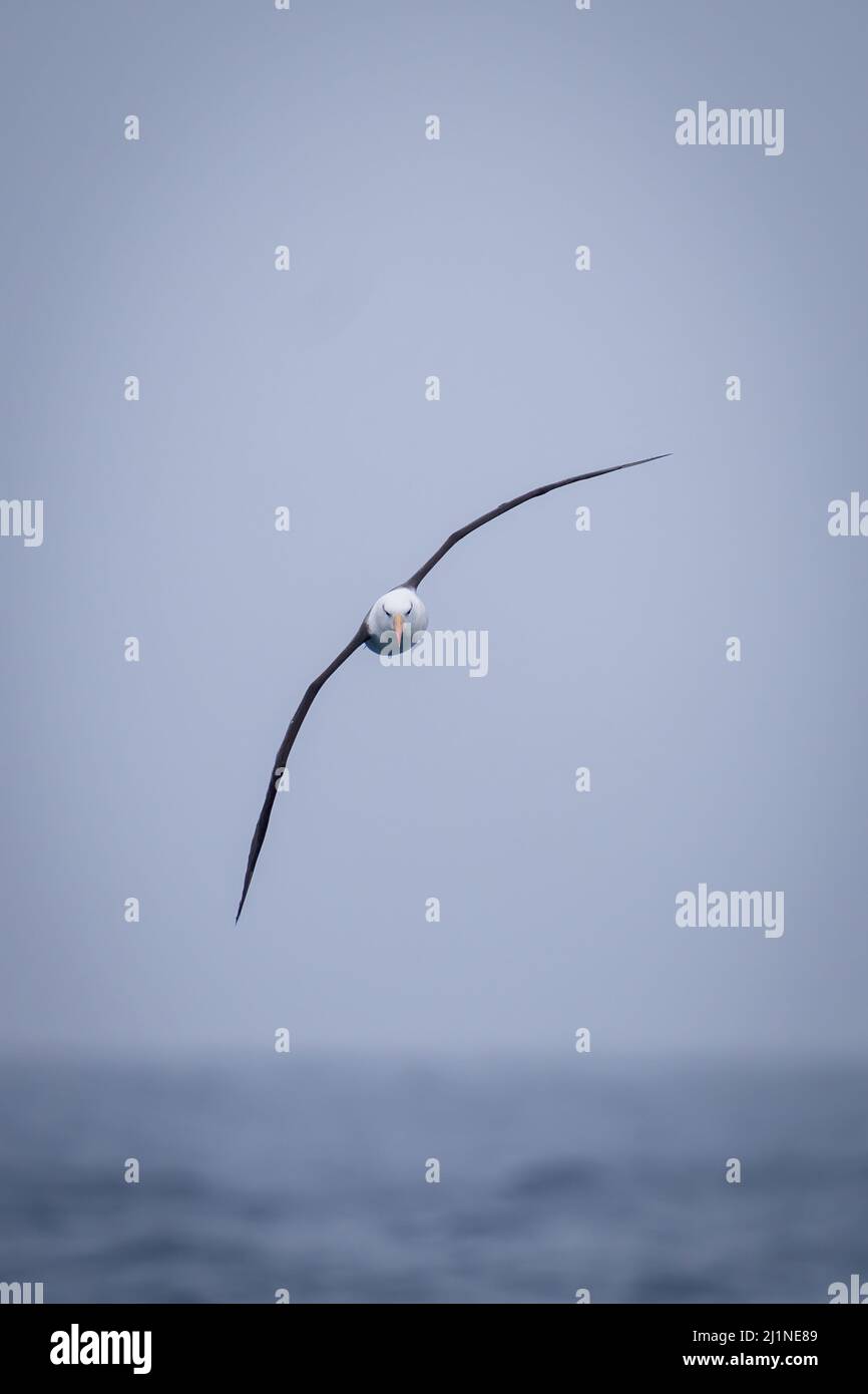 Albatross soaring waves hi-res stock photography and images - Alamy