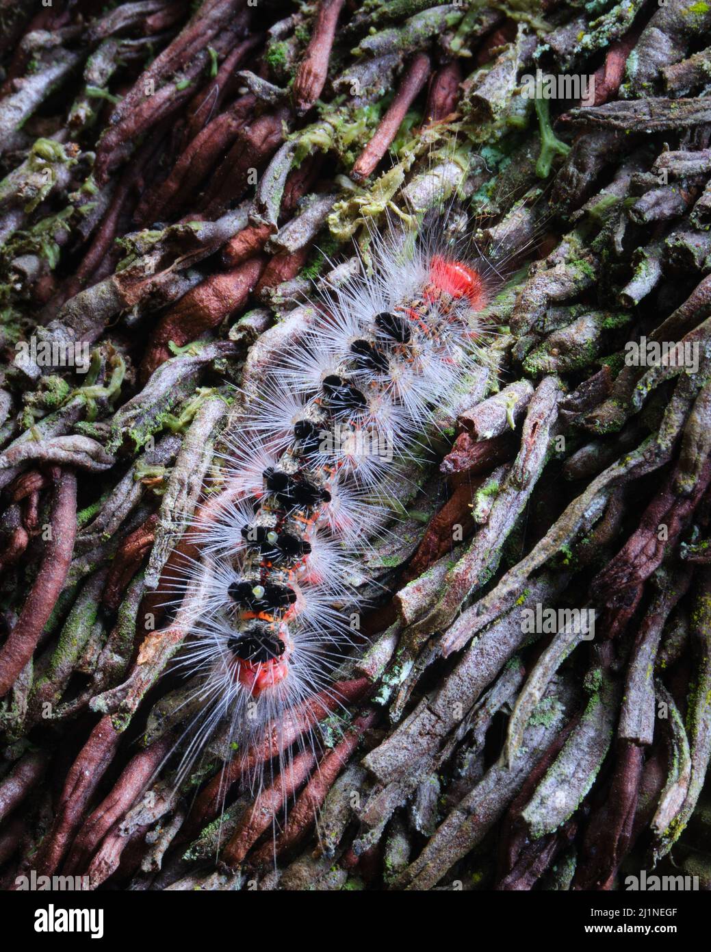 One Stylish Caterpillar Stock Photo
