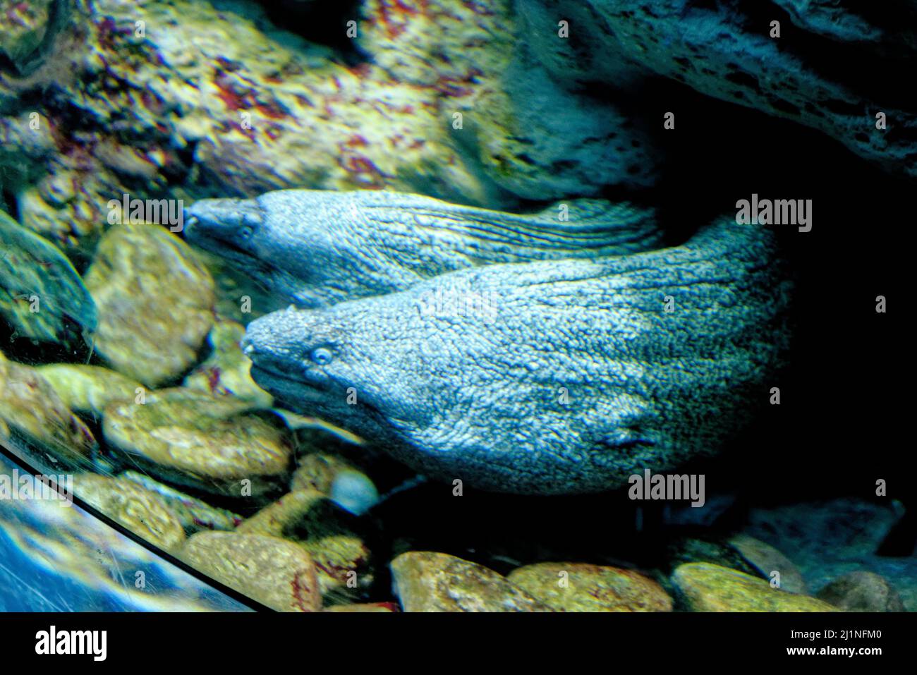 The Mediterranean moray is a fish of the moray eel family. Its bite can be dangerous to humans. Stock Photo