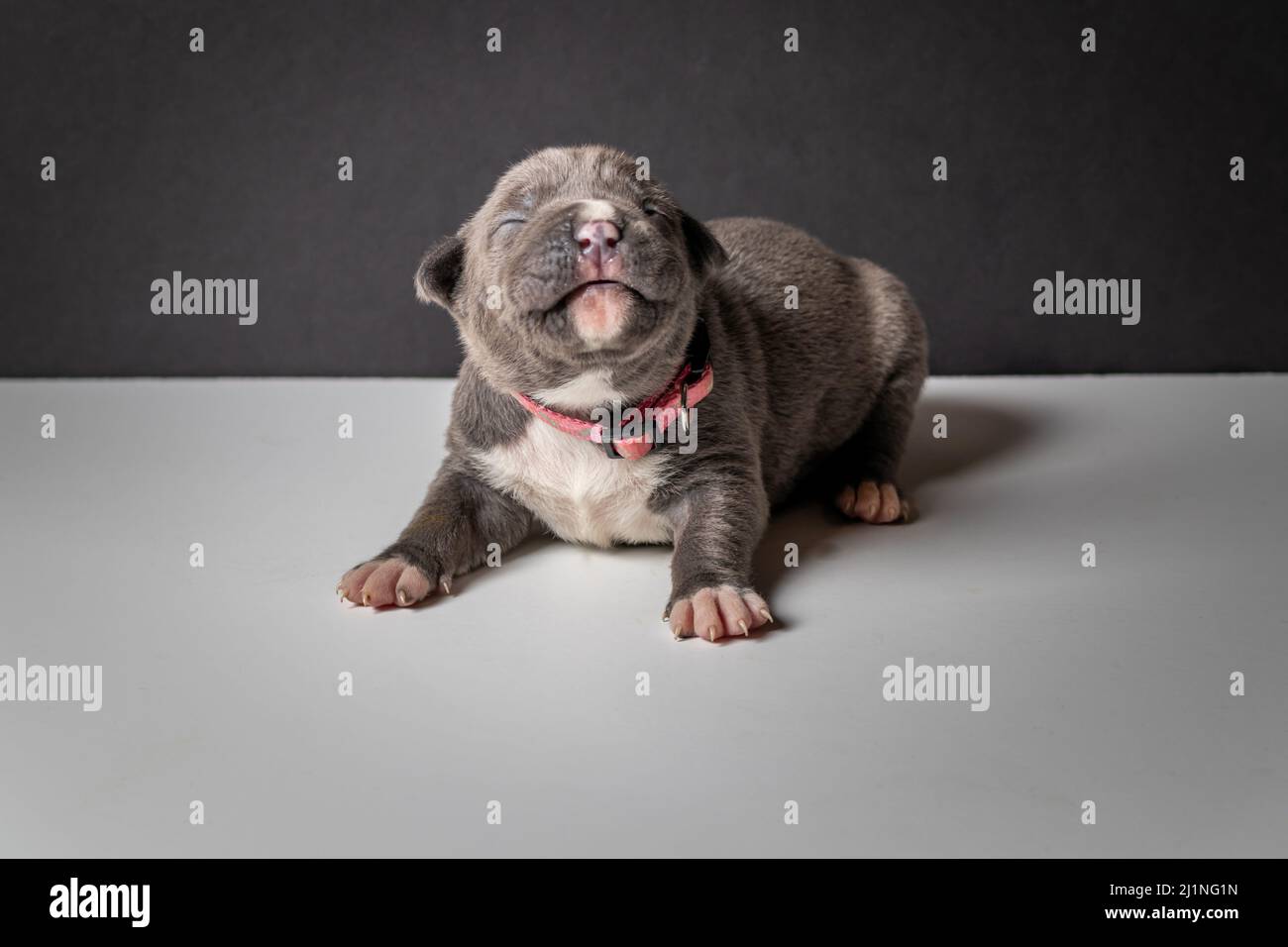 A selective focus shot of a pitbull puppy with closed eyes smiling