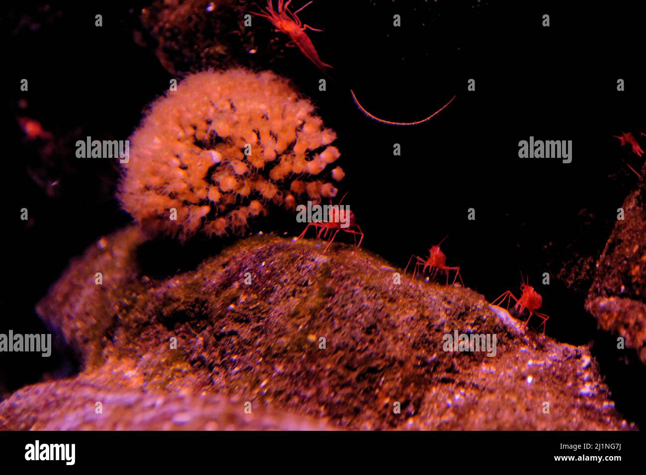 Amazing underwater world - shrimp Diving and macro photography. Rock Shrimp Underwater, Common Shrimp, (Palaemon Serratus) Underwater Stock Photo