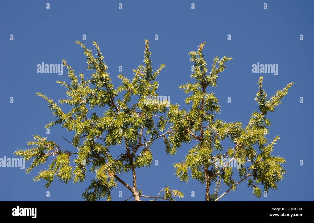 Canary Islands juniper Juniperus cedrus. Teide National Park. Tenerife. Canary Islands. Spain. Stock Photo
