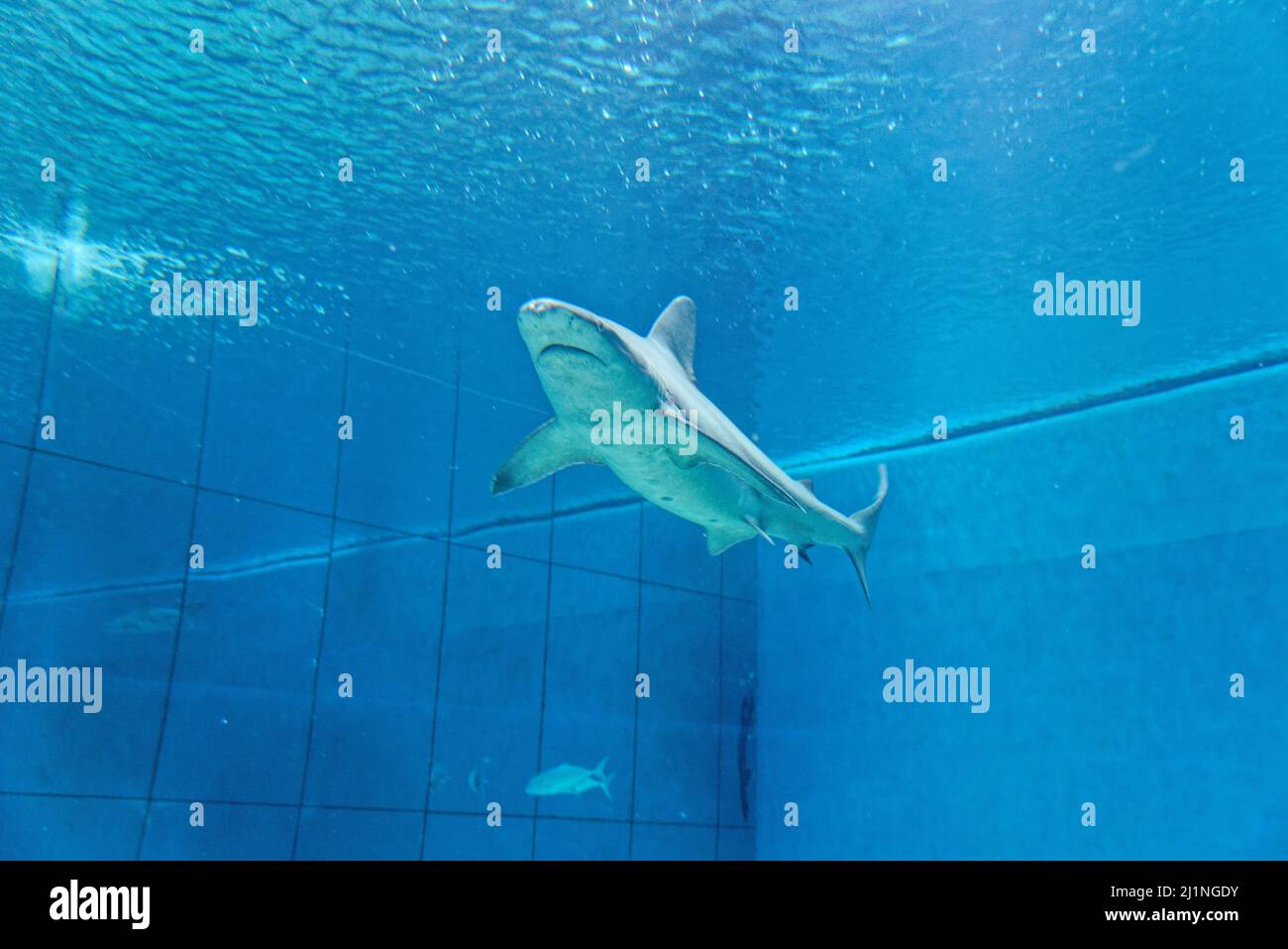 Shark Inn Tank Great white shark in tank hi-res stock photography and images - Alamy