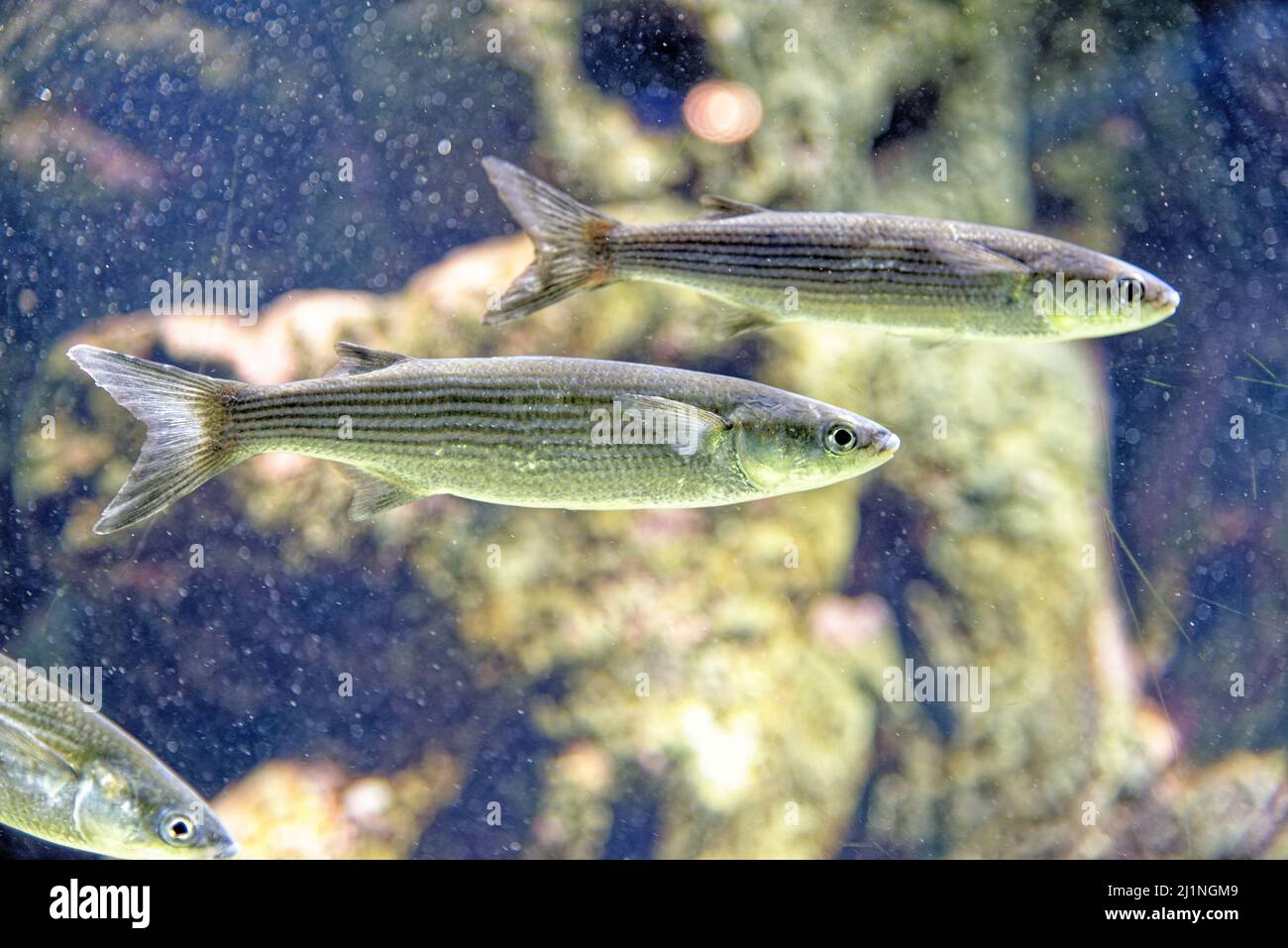 The leaping mullet (Chelon saliens) is a species of fish in the family Mugilidae. It is found in coastal waters and estuaries in the northeast Atlanti Stock Photo
