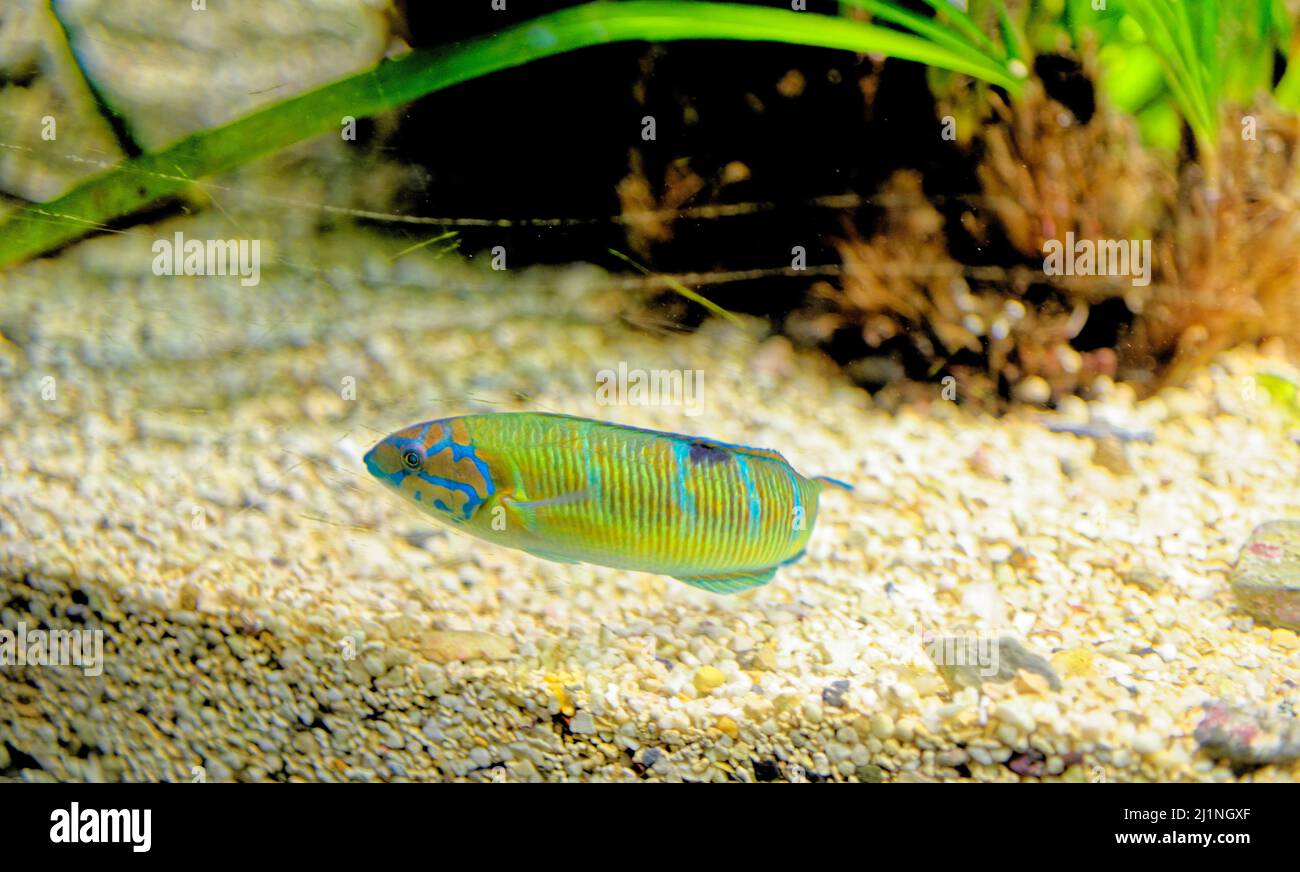 Mediterranean rainbow wrasse - small, colourful fish in the family Labridae. It can be found in the Mediterranean Sea and in the northeast Atlantic Oc Stock Photo