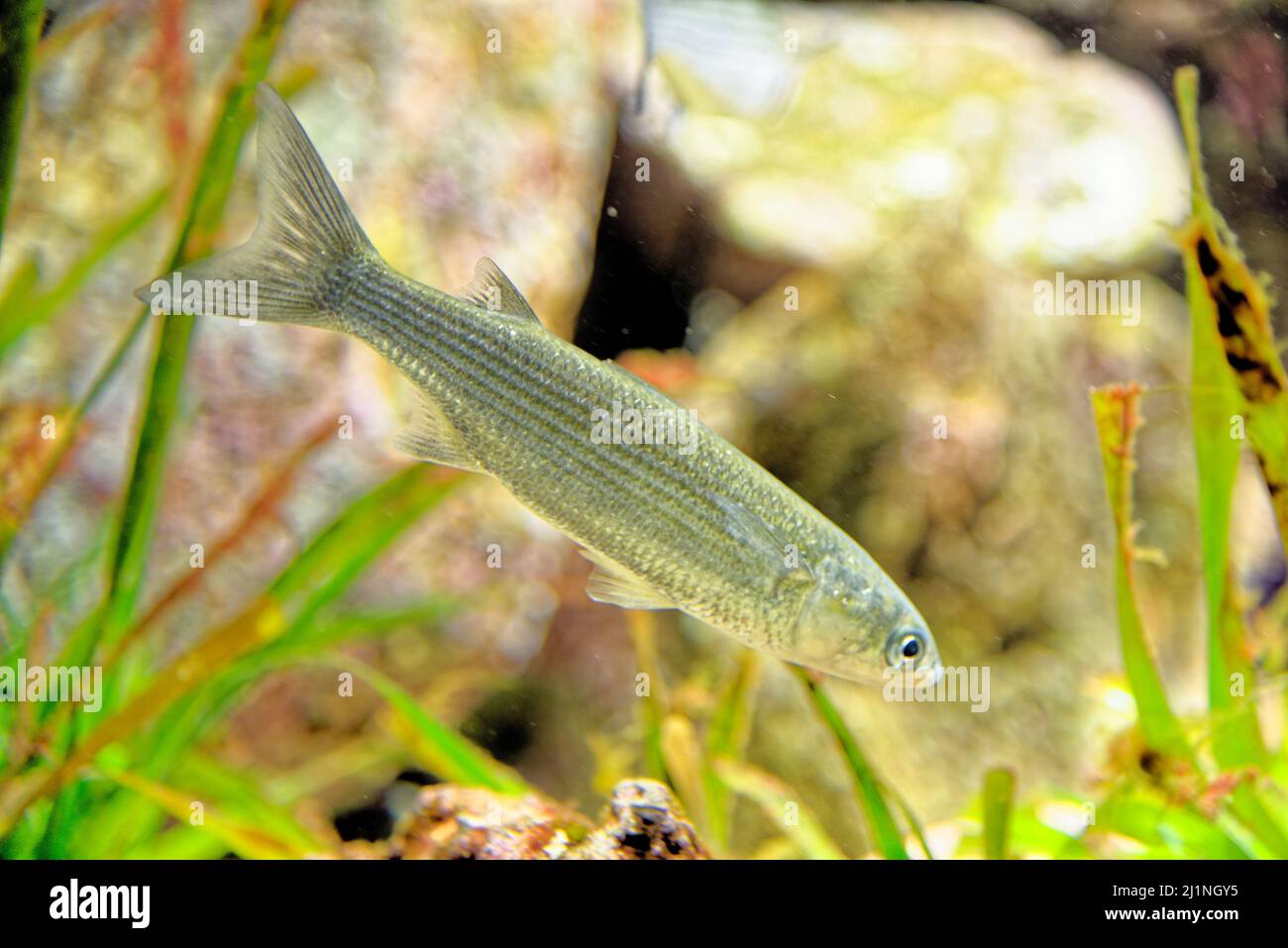 The leaping mullet (Chelon saliens) is a species of fish in the family Mugilidae. It is found in coastal waters and estuaries in the northeast Atlanti Stock Photo