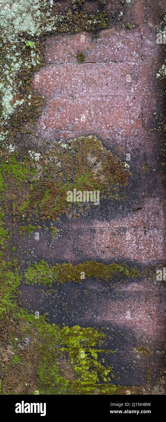 Old and weathered concrete wall background texture with green moss and ...