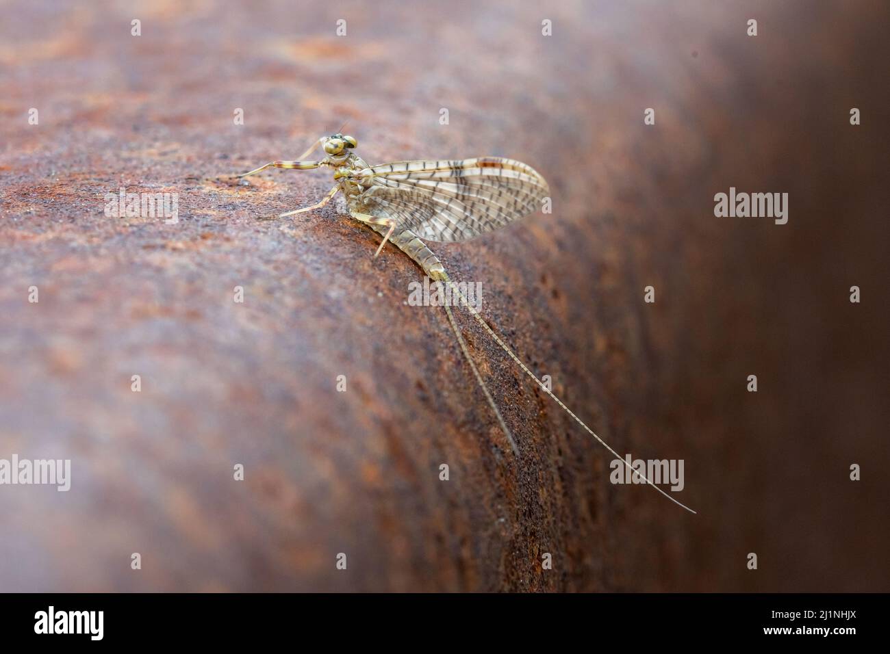 Short lived and short lived hi-res stock photography and images - Alamy