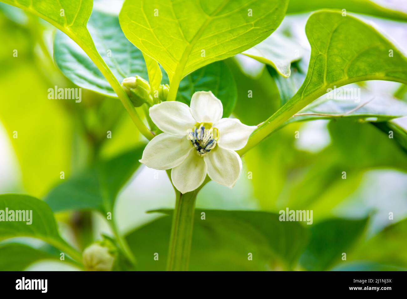 Bell pepper flower pollination hires stock photography and images Alamy