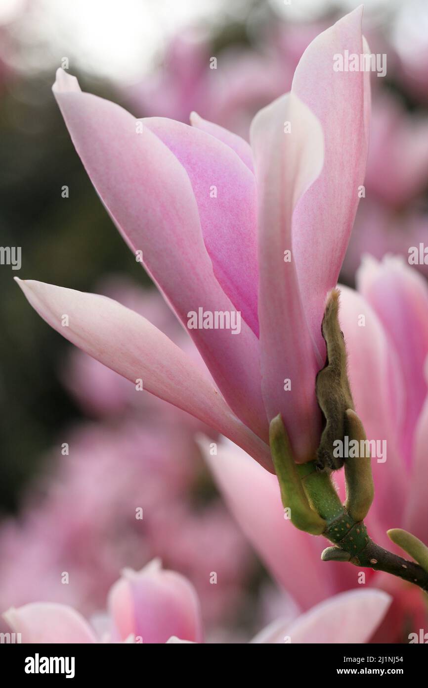 Magnolia flower buds hi-res stock photography and images - Alamy