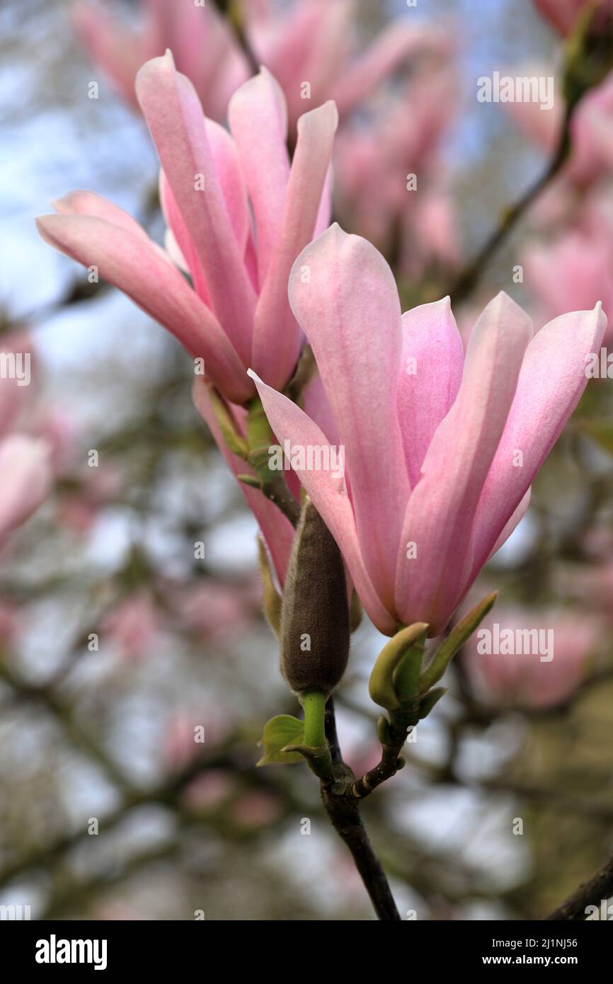 Magnolia flower buds hi-res stock photography and images - Alamy