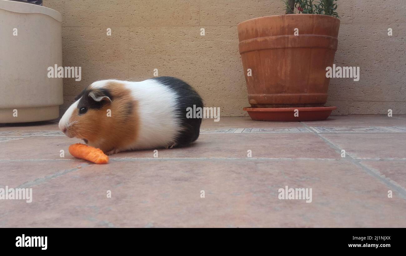 Very cute and chubby tricolor guinea pig Stock Photo
