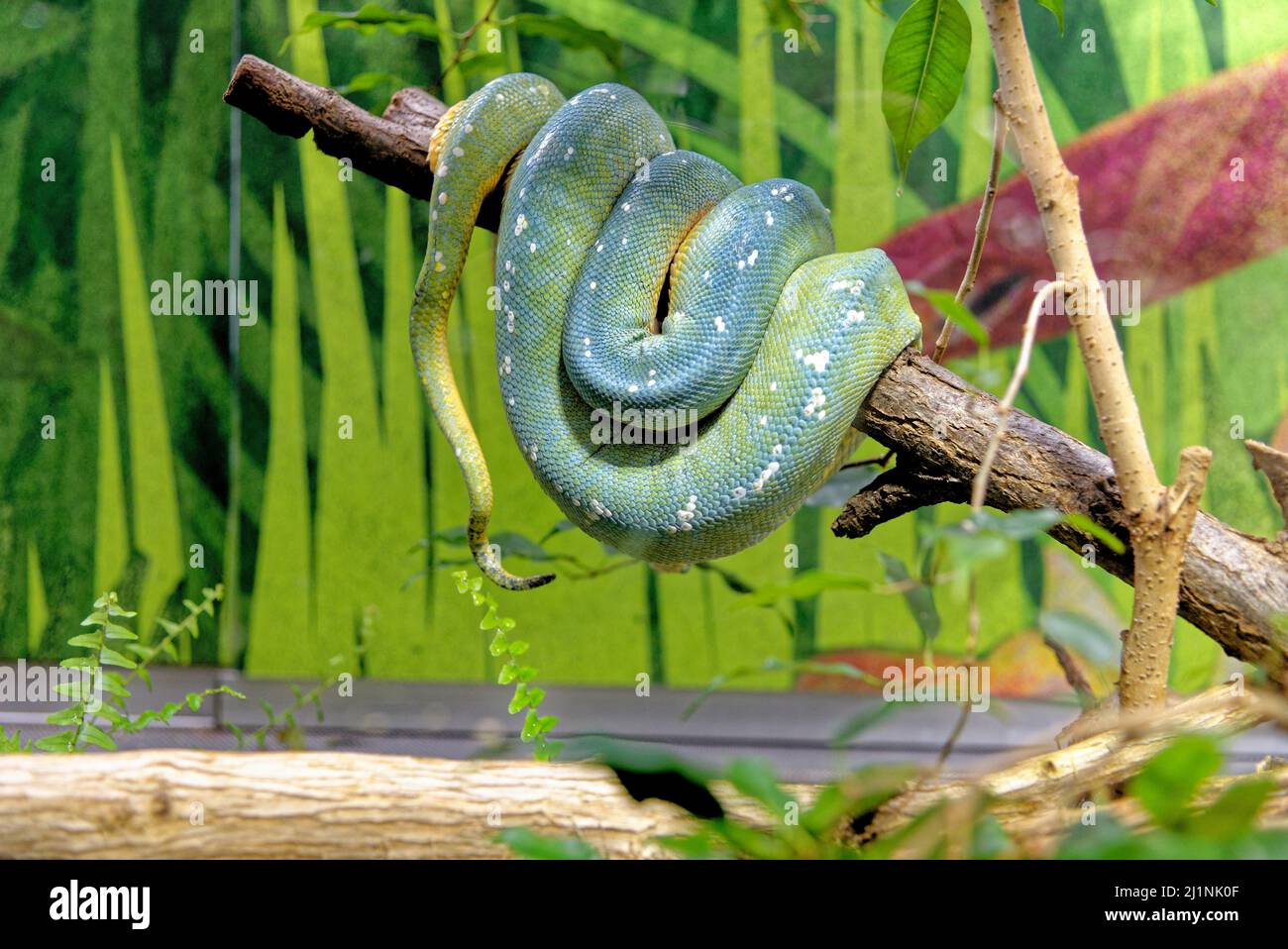 Emerald tree snake hi-res stock photography and images - Alamy