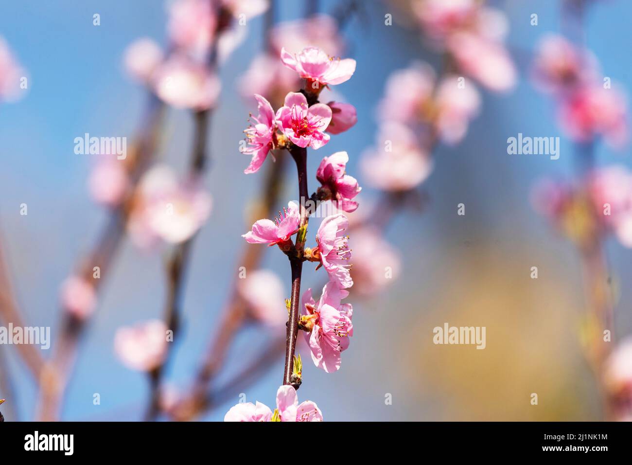 Beautiful Pink Peach Blossoms in a Garden Stock Photo