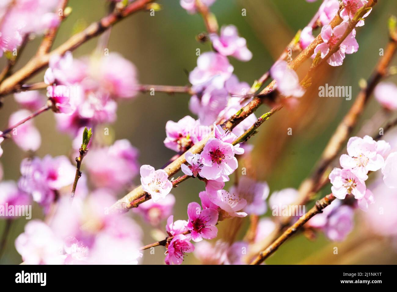 Beautiful Pink Peach Blossoms in a Garden Stock Photo