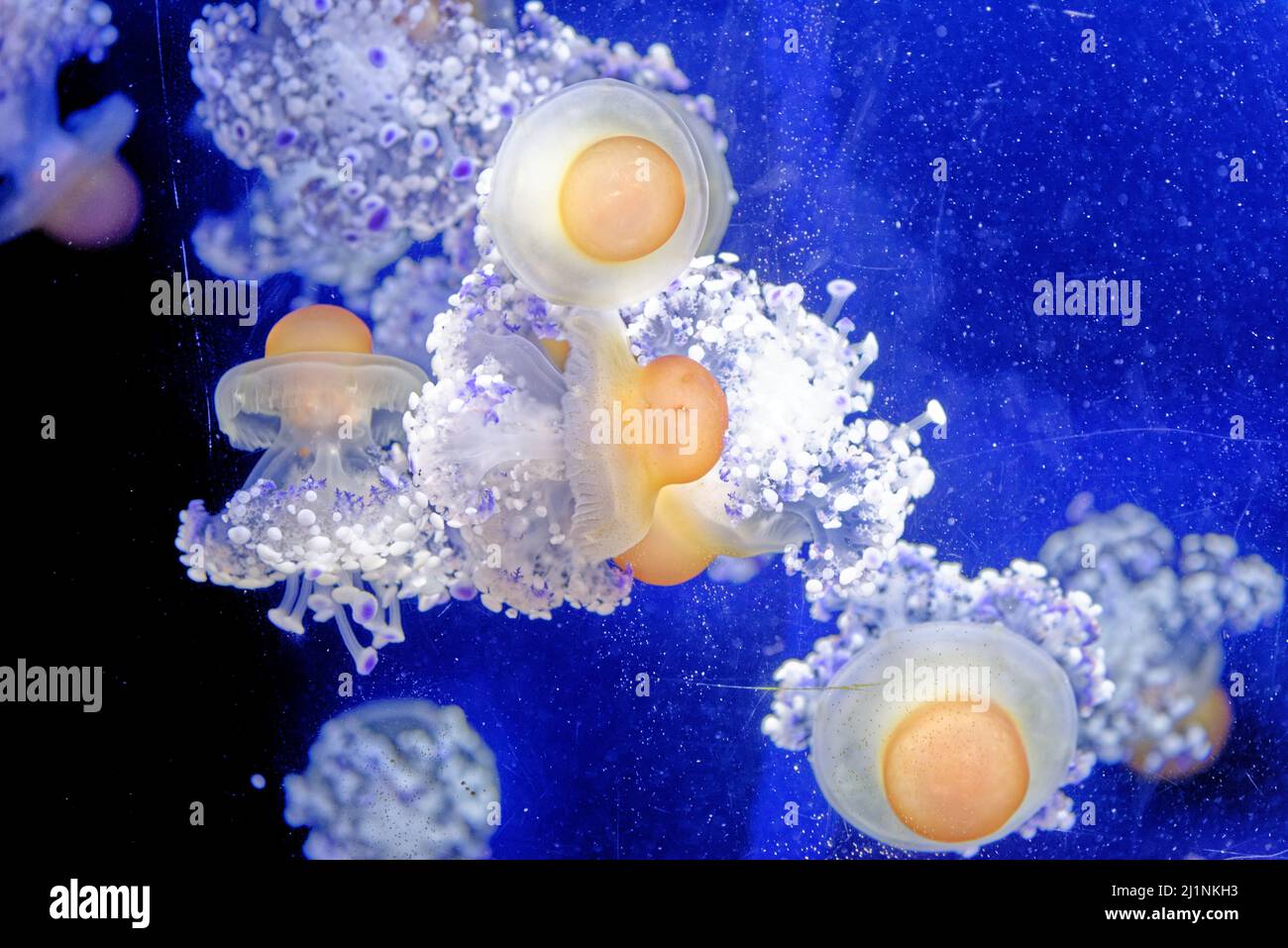 Cotylorhiza tuberculata - species of jellyfish, of the phylum Cnidaria, also known as the Mediterranean jellyfish, Mediterranean jelly Stock Photo