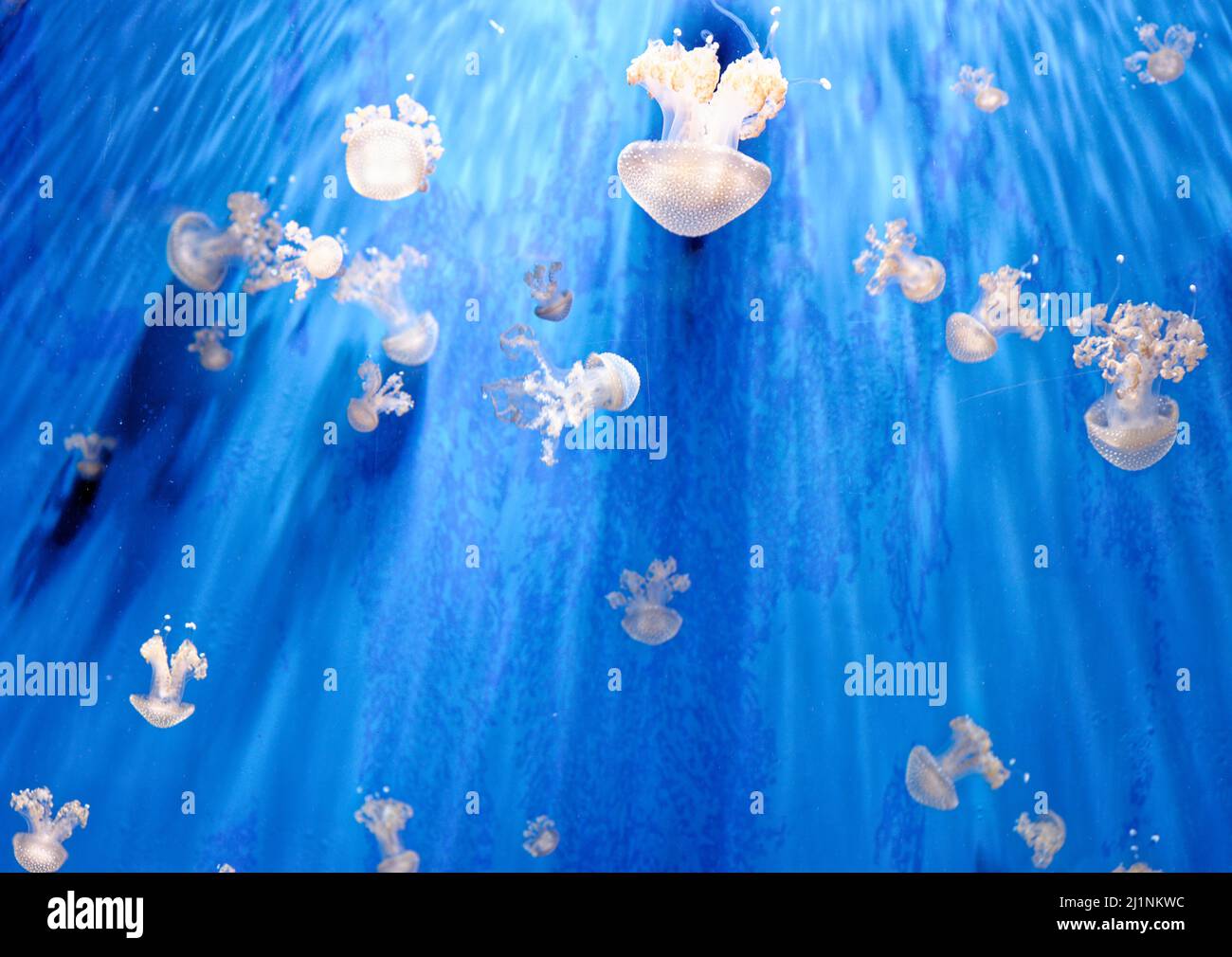 Phyllorhiza punctata - species of jellyfish, known as the floating bell ...