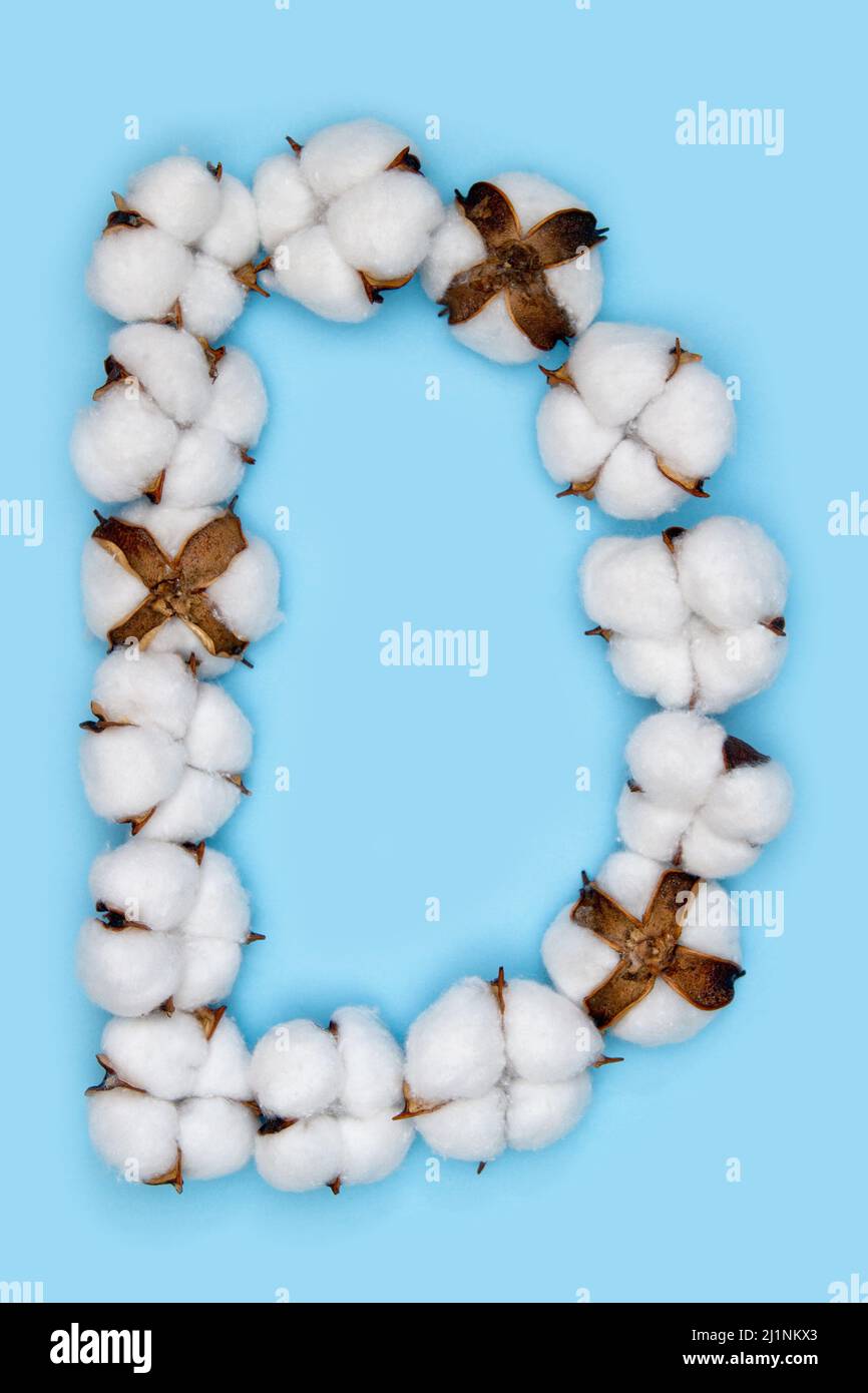 Letter D made of cotton flowers and isolated on solid blue background. Floral alphabet concept. One letter of the set of cotton font easy to stacking. Stock Photo