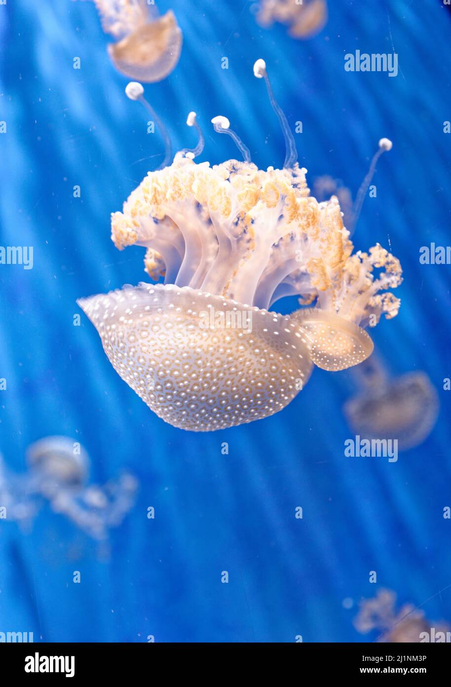 Phyllorhiza punctata - species of jellyfish, known as the floating bell, Australian spotted jellyfish, brown jellyfish or the white-spotted jellyfish. Stock Photo