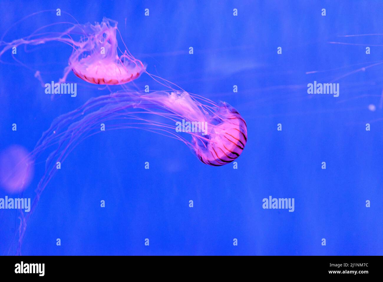 Chrysaora pacifica, commonly named the Japanese sea nettle, is a jellyfish in the family Pelagiidae Stock Photo