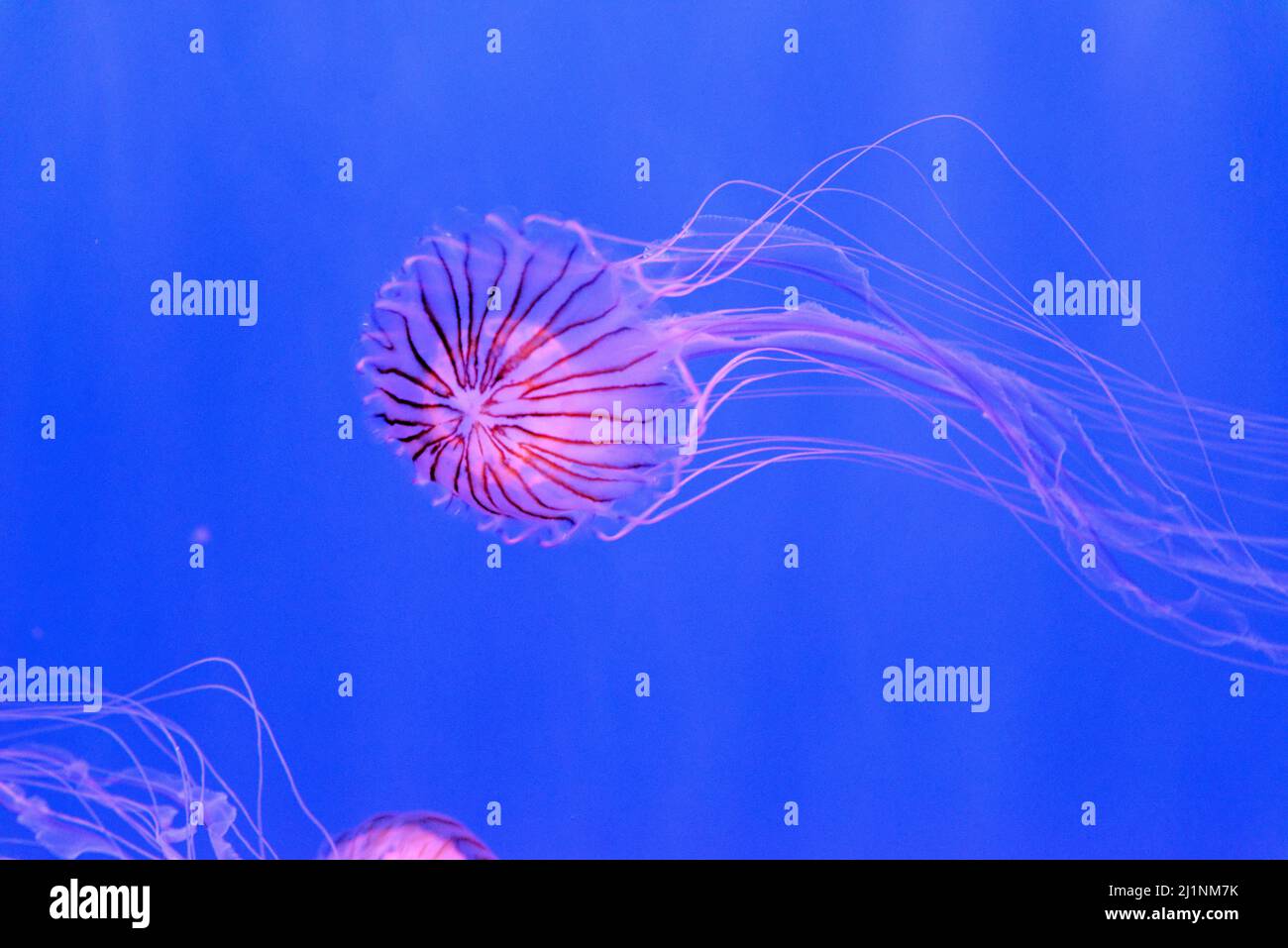 Chrysaora pacifica, commonly named the Japanese sea nettle, is a jellyfish in the family Pelagiidae Stock Photo