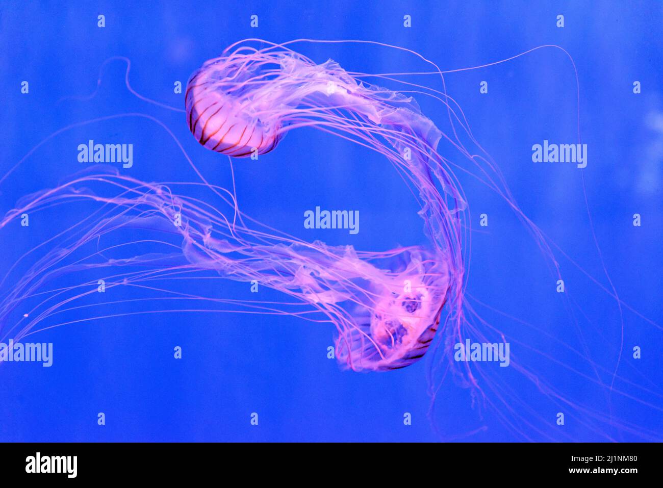 Chrysaora pacifica, commonly named the Japanese sea nettle, is a jellyfish in the family Pelagiidae Stock Photo