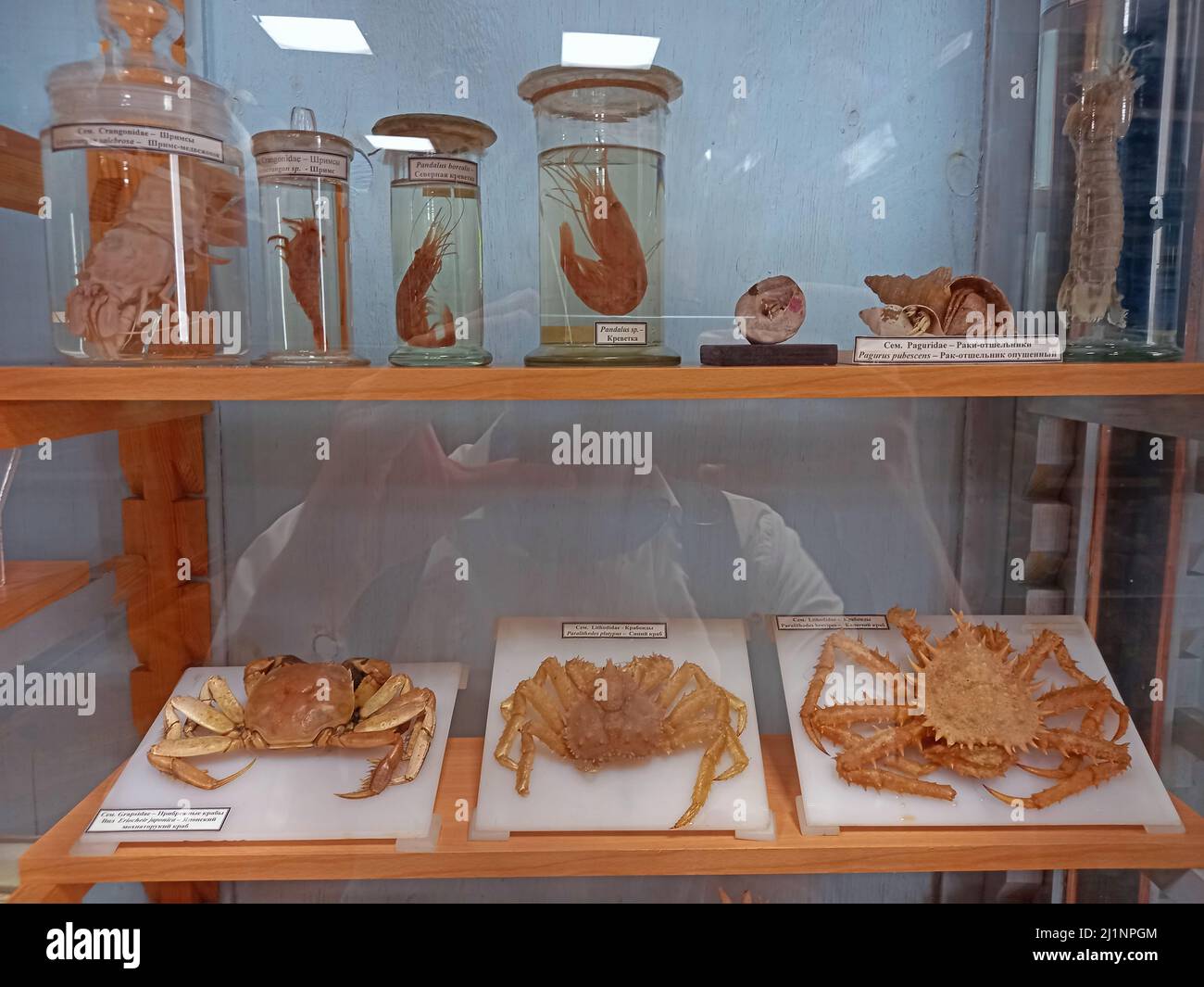 Zoological, biological museum. Collection, exhibition of crabs and crustaceans. High quality photo Stock Photo